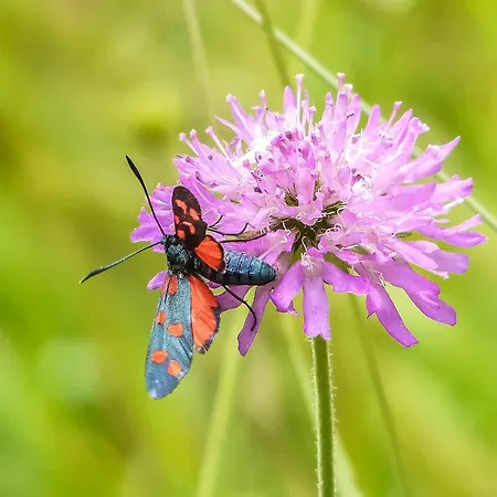 Bio-agriturismo Parco Rurale 