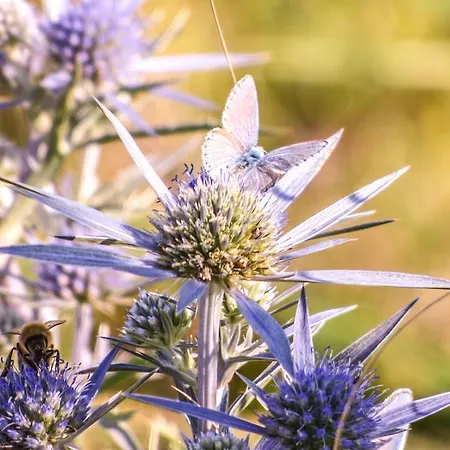 Bio-agriturismo Parco Rurale 