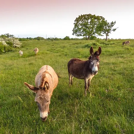 カントリーハウス Bio-agriturismo Parco Rurale 